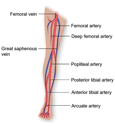 Leg Diagram